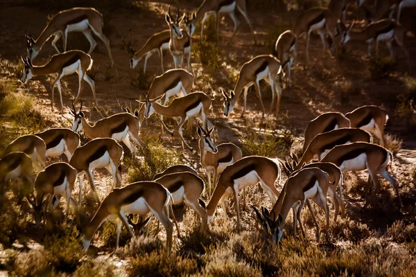 Стадо Спрингбок Пасущееся Приграничном Парке Кгалагари Южная Африка Вид Antidorcas — стоковое фото