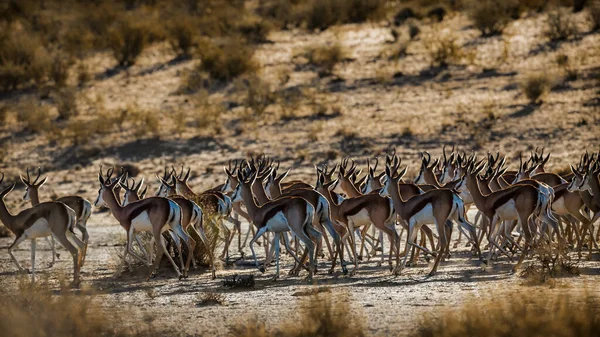 Güney Afrika Daki Kgalagari Sınır Ötesi Parkında Koşan Springbok Sürüsü — Stok fotoğraf