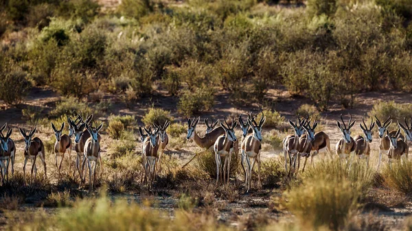 南アフリカのKgalagari国境公園でフロントビューで実行されているスプリングボクスの群れ 種Antidorcas Marsuialisボヴディアの家族 — ストック写真