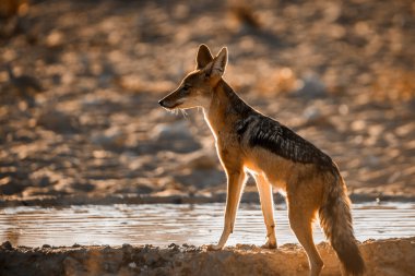 Güney Afrika 'daki Kgalagadi sınır ötesi parkında su birikintisinde içki içen Kara Çakal; Canidae familyasından Specie Canis