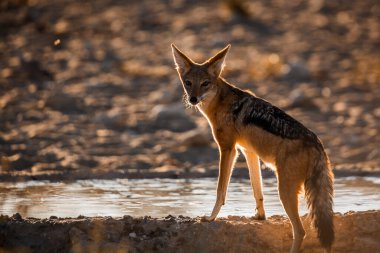 Güney Afrika 'daki Kgalagadi sınır ötesi parkında su birikintisinde içki içen Kara Çakal; Canidae familyasından Specie Canis