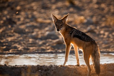 Black backed jackal drinking in waterhole in backlit in Kgalagadi transfrontier park, South Africa ; Specie Canis mesomelas family of Canidae clipart