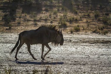 Güney Afrika 'daki Kgalagadi transfrontier parkında, Bovidae ailesinden Specie Connochaetes taurinus' un arka bahçesinde yürüyen mavi antiloplar.