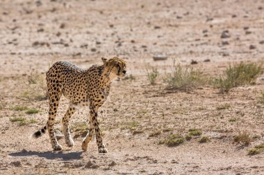 Güney Afrika 'daki Kgalagadi sınır ötesi parkında yürüyen Çita; Felidae familyasından Specie Acinonyx jubatus