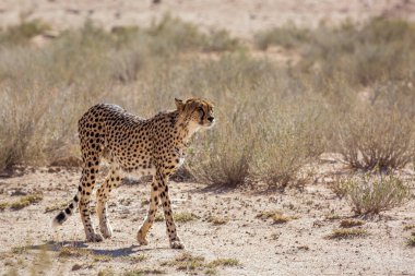 Güney Afrika 'daki Kgalagadi sınır ötesi parkında yürüyen Çita; Felidae familyasından Specie Acinonyx jubatus