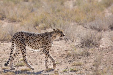 Güney Afrika 'daki Kgalagadi sınır ötesi parkında yürüyen Çita; Felidae familyasından Specie Acinonyx jubatus