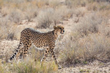 Güney Afrika 'daki Kgalagadi sınır ötesi parkında yürüyen Çita; Felidae familyasından Specie Acinonyx jubatus