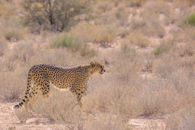 Güney Afrika 'daki Kgalagadi sınır ötesi parkında yürüyen Çita; Felidae familyasından Specie Acinonyx jubatus