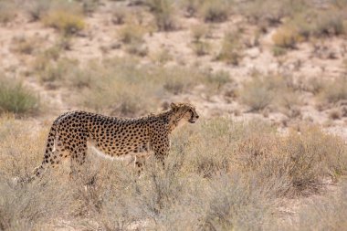 Güney Afrika 'daki Kgalagadi sınır ötesi parkında yürüyen Çita; Felidae familyasından Specie Acinonyx jubatus