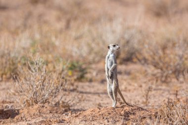 Güney Afrika 'daki Kgalagadi sınır ötesi parkında Meerkat alarmda. Herpestidae familyasından Specie Suricata Suricatta.