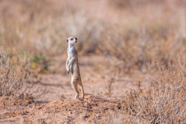 Güney Afrika 'daki Kgalagadi sınır ötesi parkında Meerkat alarmda. Herpestidae familyasından Specie Suricata Suricatta.