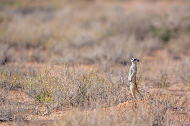 Güney Afrika 'da Kgalagadi sınır ötesi parkında Meerkat; Herpestidae familyasından Specie Suricata suricatta