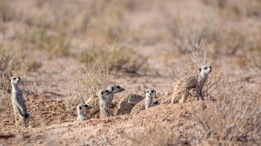 Güney Afrika 'da Kgalagadi sınır ötesi parkında Meerkat; Herpestidae familyasından Specie Suricata suricatta