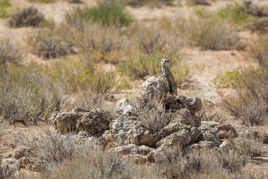 Güney Afrika 'daki Kgalagadi sınır ötesi parkında Meerkat alarmda. Herpestidae familyasından Specie Suricata Suricatta.