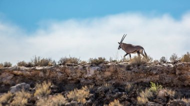 Güney Afrika antilobu Güney Afrika 'daki Kgalagadi sınır ötesi parkında uçurumun tepesinde yürüyor. Bovidae ailesinden Specie Oryx gazella.