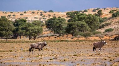 Güney Afrika 'daki Kgalagadi sınır ötesi parkında yağmurdan sonra çöl manzaralı iki Güney Afrika antilobu Bovidae familyasından Specie Oryx gazella