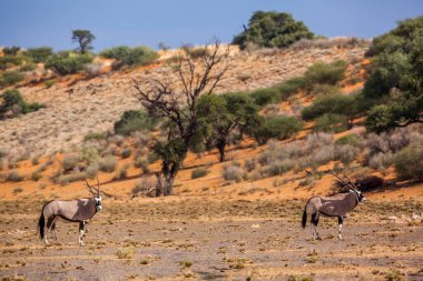 Güney Afrika 'daki Kgalagadi sınır ötesi parkında yağmurdan sonra çöl manzaralı iki Güney Afrika antilobu Bovidae familyasından Specie Oryx gazella