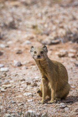 Güney Afrika 'da Kgalagadi sınır ötesi parkında oturan sarı firavun faresi; Herpestidae familyasından Specie Cynictis penicillata