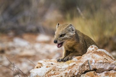 Güney Afrika 'da Kgalagadi sınır ötesi parkında dişlerini gösteren sarı firavun faresi; Herpestidae familyasından Specie Cynictis penicillata