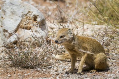 Güney Afrika 'daki Kgalagadi sınır ötesi parkında oturan sarı firavun faresi, Herpestidae familyasından Snictis penisillata.