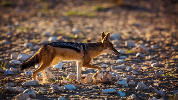 Fekete Hátú Sakál Fut Vissza Kivilágított Szárazföldön Kgalagadi Határokon Átnyúló — Stock Fotó