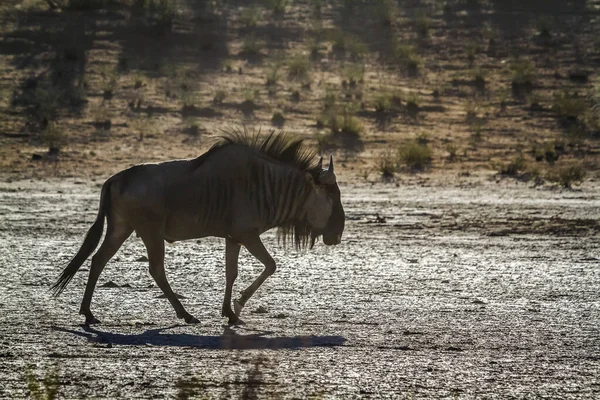 Blue Wildebeest Walking Dry Land Backlit Kgalagadi Transborder Park África — Fotografia de Stock