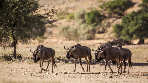 Cztery Dzikie Bestie Spacerujące Suchym Lądzie Parku Transgranicznym Kgalagadi Republika — Zdjęcie stockowe