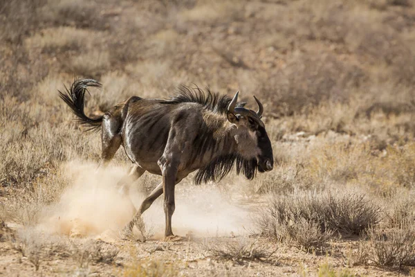 Blue Wildebeest Running Dust Kgalagadi Transborder Park África Sul Specie — Fotografia de Stock
