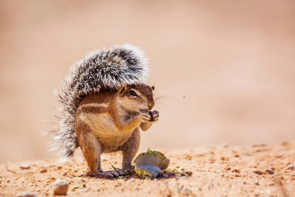 Kap Ziesel Frisst Samen Isoliert Vor Natürlichem Hintergrund Kgalagadi Grenzpark — Stockfoto