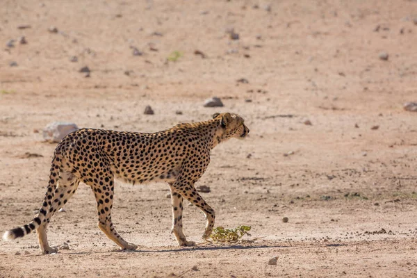 Gepard Procházky Souši Kgalagadi Přeshraniční Park Jižní Afrika Druh Acinonyx — Stock fotografie