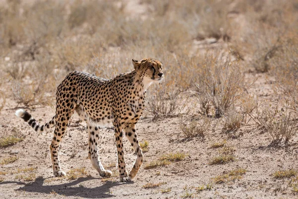 Cheetah Caminhando Terra Seca Kgalagadi Parque Transfronteiriço África Sul Espécie — Fotografia de Stock