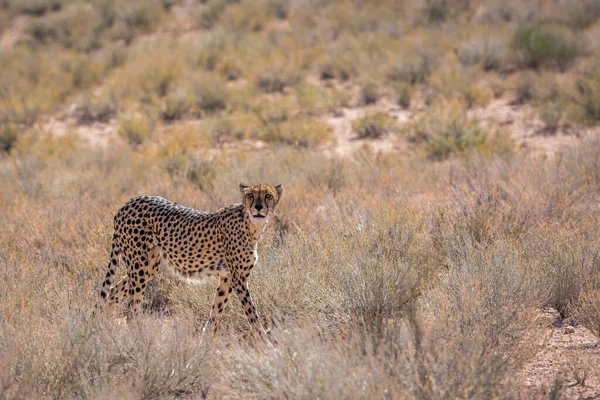 stock image Cheetah walking in dry land in Kgalagadi transfrontier park, South Africa ; Specie Acinonyx jubatus family of Felidae