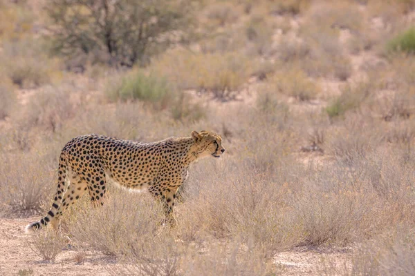 Gepard Procházky Suché Zemi Kgalagadi Přeshraniční Park Jižní Afrika Druh — Stock fotografie