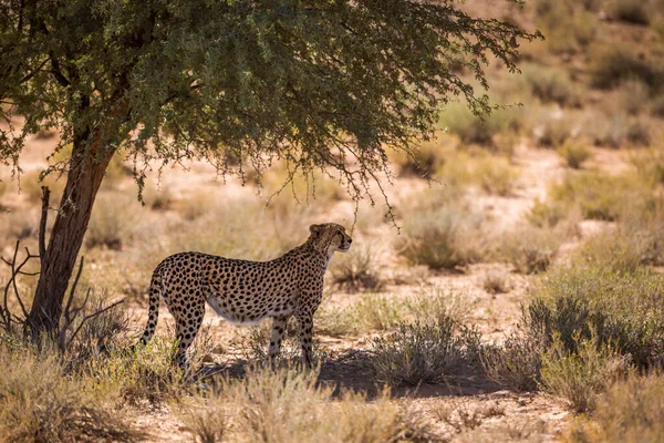 Cheetah Staande Boomschaduw Kgalagadi Transfrontier Park Zuid Afrika Soort Acinonyx — Stockfoto