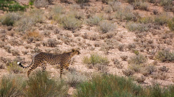 南アフリカのKgalagadi国境公園の乾燥した土地を歩くCheetah Felidaeの種Acinonyx Jubatus家族 — ストック写真