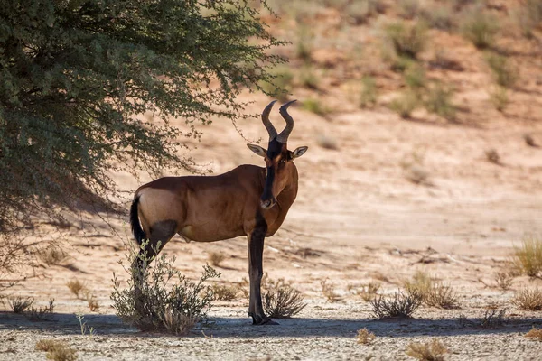 Hartebeest Står Trädskugga Kgalagadi Gränsöverskridande Park Sydafrika Art Alcelaphus Buselaphus — Stockfoto