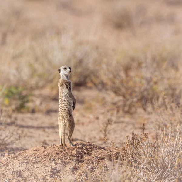 Meerkat Debout Alerte Dans Garrigue Parc Transfrontalier Kgalagadi Afrique Sud — Photo