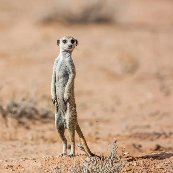 Meerkat Standing Alert Desert Kgalagadi Transfrontier Park South Africa Specie — Stock Photo, Image