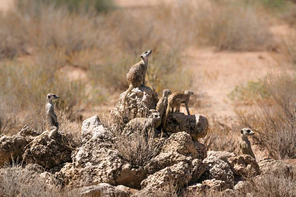 Небольшая Группа Meerkats Стоящая Скале Боевой Готовности Трансграничном Парке Kgalagadi — стоковое фото