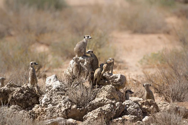 Small Group Meerkats Standing Rock Alert Kgalagadi Transfrontier Park South — Foto de Stock