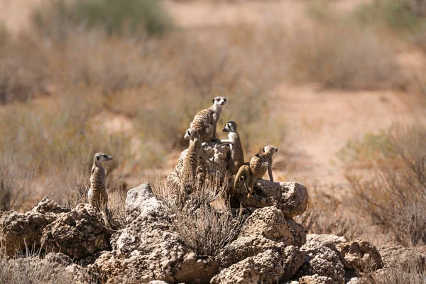 Kleine Groep Meerkats Rots Alarm Kgalagadi Grensoverschrijdend Park Zuid Afrika — Stockfoto