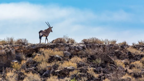 Sydafrikanska Oryx Promenader Toppen Klippan Kgalagadi Gränsöverskridande Park Sydafrika Art — Stockfoto