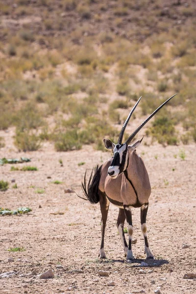 Νότια Αφρική Oryx Στέκεται Στην Ξηρά Μπροστά Θέα Στο Διασυνοριακό — Φωτογραφία Αρχείου