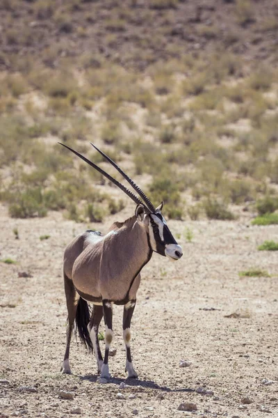 Sydafrikanska Oryx Står Torra Land Framför Oss Kgalagadi Gränsöverskridande Park — Stockfoto