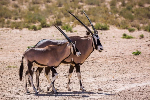 南非Kgalagadi跨国界公园的南非羚羊雌性和幼崽 Bovidae的雌性羚羊科 — 图库照片