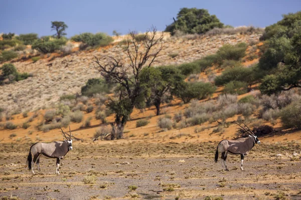 Twee Zuid Afrikaanse Oryx Woestijn Landschap Regen Kgalagadi Grensoverschrijdende Park — Stockfoto