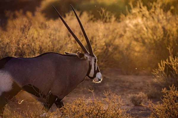 South African Oryx Portrait Backlit Sunrise Kgalagadi Transfrontier Park South — Stock Photo, Image