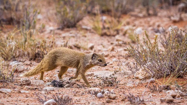 Mangouste Jaune Courant Dans Garrigue Parc Transfrontalier Kgalagadi Afrique Sud — Photo