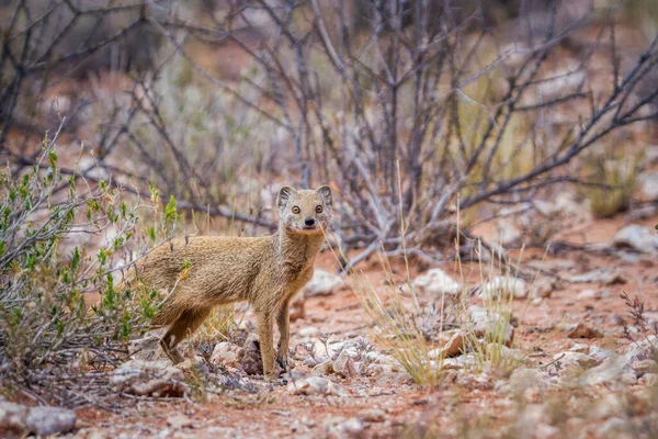 Yellow Mongoose Looking Camera Scrubland Kgalagadi Transfrontier Park South Africa —  Fotos de Stock