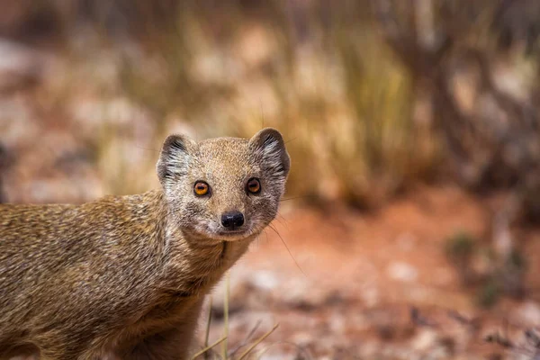 Yellow Mongoose Portrait Isolated Natural Background Kgalagadi Transfrontier Park South —  Fotos de Stock